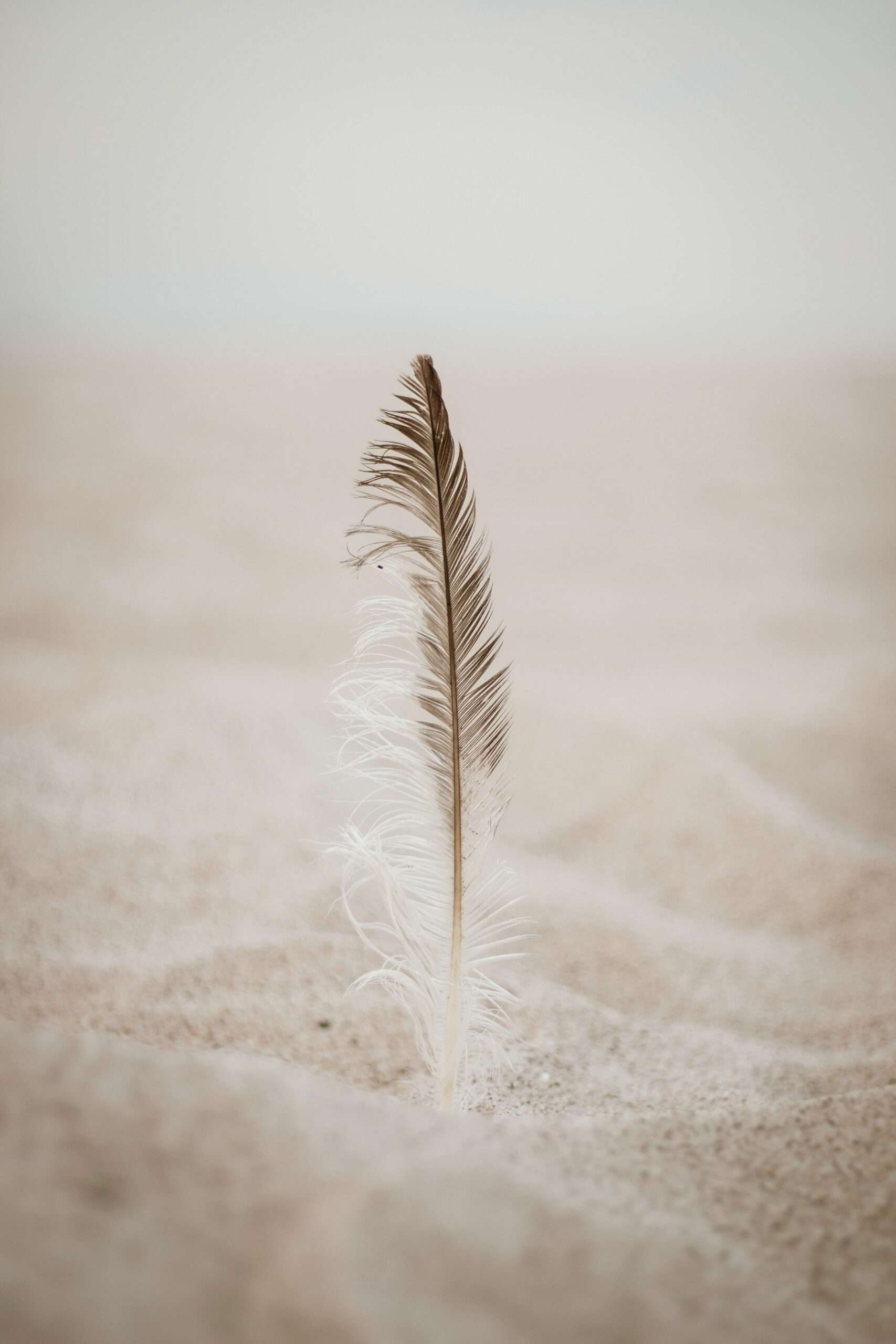 A vertical shot of a feather on the sand